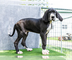 Small #8 Great Dane
