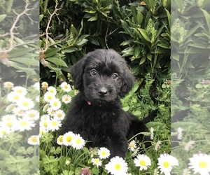 Labradoodle Puppy for Sale in WILSONVILLE, Oregon USA