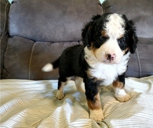 Bernedoodle (Miniature) Puppy for Sale in LEETONIA, Ohio USA