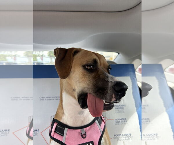 Medium Photo #2 Boxer-Unknown Mix Puppy For Sale in Miami, FL, USA