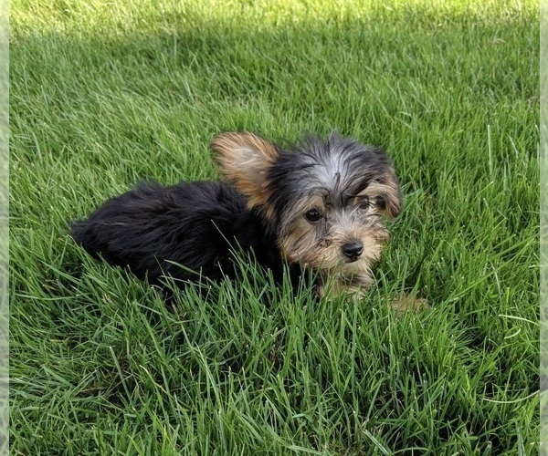 Medium Photo #1 Yorkshire Terrier Puppy For Sale in FREDERICKSBURG, OH, USA