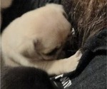 Small Photo #27 Pug Puppy For Sale in HILLSDALE, MI, USA