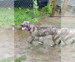 Small #13 Labrador Retriever-Treeing Walker Coonhound Mix