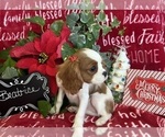 Small #4 Cavalier King Charles Spaniel