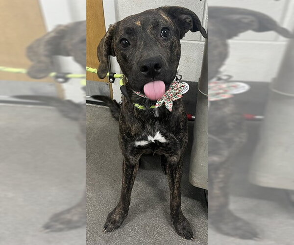 Medium Photo #1 Mutt Puppy For Sale in Forestville, MD, USA