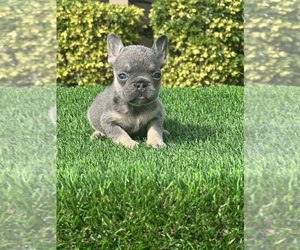 French Bulldog Puppy for sale in AUBURNDALE, FL, USA