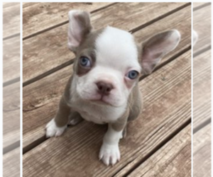 Boston Terrier Puppy for sale in BEND, OR, USA