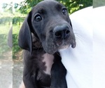 Puppy Olive Great Dane