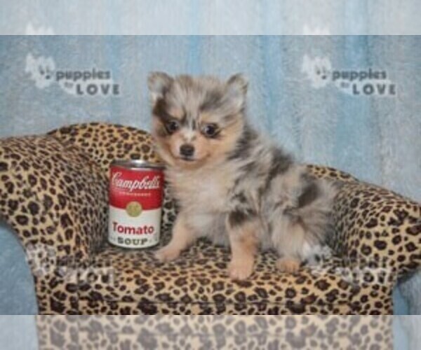 Medium Photo #8 Pomeranian Puppy For Sale in SANGER, TX, USA