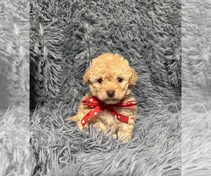 Cavapoo (Toy) Puppy for sale in JEFFERSONVILLE, IN, USA