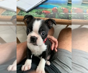 Boston Terrier Puppy for sale in PORT CHARLOTTE, FL, USA