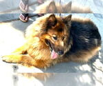 Small #4 Mutt