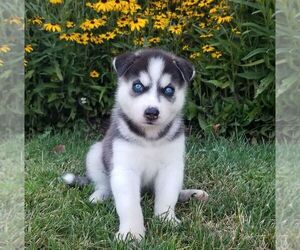 Siberian Husky Puppy for sale in SINKING SPRING, PA, USA