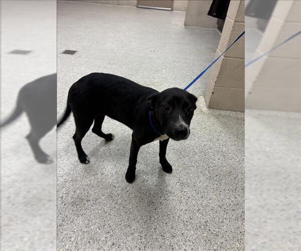 Medium Photo #1 Mutt Puppy For Sale in Conroe, TX, USA