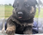 Small Photo #6 German Shepherd Dog Puppy For Sale in NEEDVILLE, TX, USA