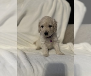 Doodle-Goldendoodle Mix Puppy for sale in SALIDA, CA, USA