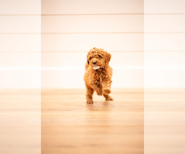 Medium Photo #4 Poodle (Miniature) Puppy For Sale in ASH GROVE, MO, USA