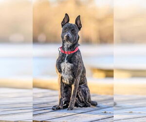 Janey - Female Mutt Dog for Adoption - Photo #7