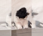 Small Photo #3 Shih Tzu Puppy For Sale in ATWATER, CA, USA