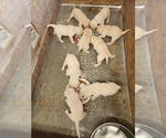 Small Photo #7 Labrador Retriever Puppy For Sale in SAN BERNARDINO, CA, USA