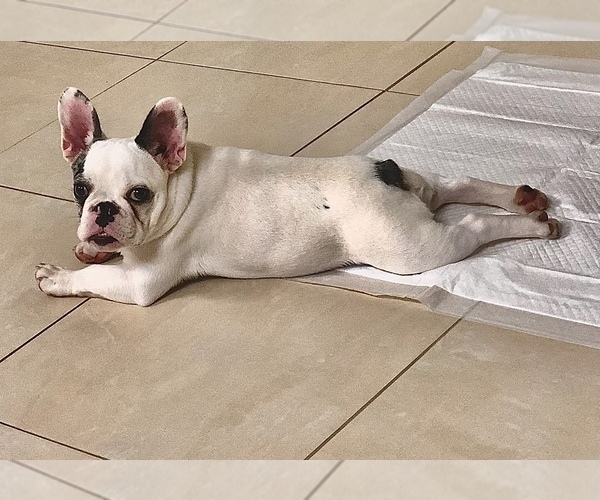 Medium Photo #6 French Bulldog Puppy For Sale in FORT PIERCE, FL, USA
