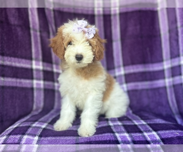 Medium Photo #8 Cavapoo Puppy For Sale in LAKELAND, FL, USA