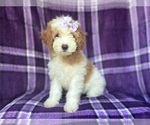 Small #7 Cavapoo
