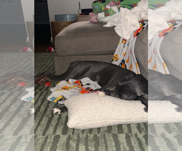 Medium Photo #3 Neapolitan Mastiff-Unknown Mix Puppy For Sale in Brooklyn, NY, USA