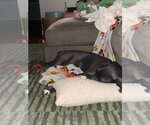 Small #2 Neapolitan Mastiff Mix