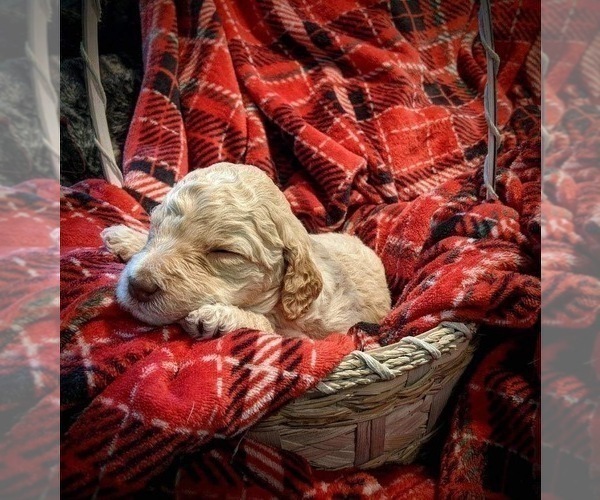 Medium Photo #3 F2 Aussiedoodle Puppy For Sale in LOUISA, VA, USA