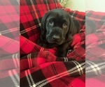 Small Photo #8 Labrador Retriever Puppy For Sale in AUBURN, WA, USA