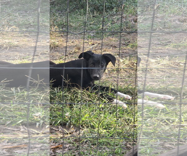 Medium Photo #3 Labrador Retriever-Unknown Mix Puppy For Sale in Oakhurst, NJ, USA