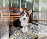 Brooks - Male Pembroke Welsh Corgi Puppy for Sale - Photo #8