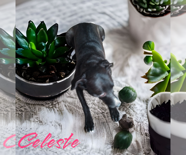 Medium Photo #10 Mutt Puppy For Sale in Orange Grove, TX, USA