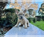 Small Photo #127 French Bulldog Puppy For Sale in HAYWARD, CA, USA