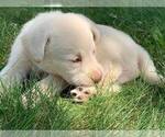 Small Photo #8 Labrador Retriever Puppy For Sale in WARSAW, OH, USA
