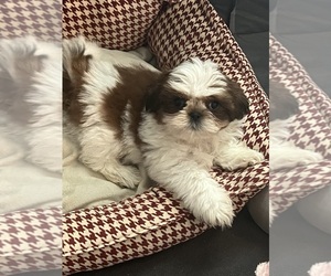 Shih Tzu Puppy for sale in HUNTERTOWN, IN, USA