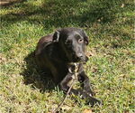 Small #3 Labrador Retriever Mix