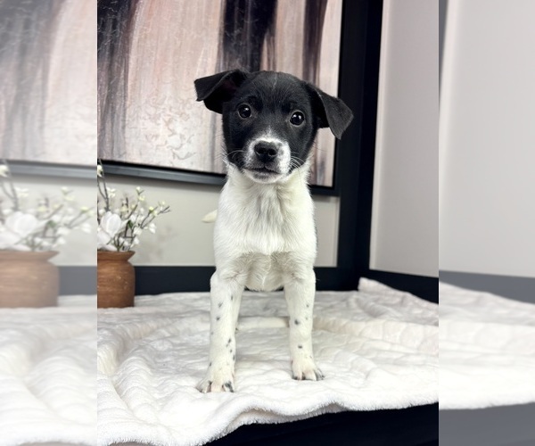 Medium Photo #5 Border Collie Puppy For Sale in FRANKLIN, IN, USA