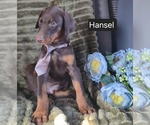 Small #2 Doberman Pinscher