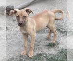 Small #3 Australian Shepherd Mix