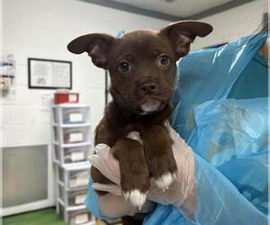 Mutt Dogs for adoption in Raleigh, NC, USA