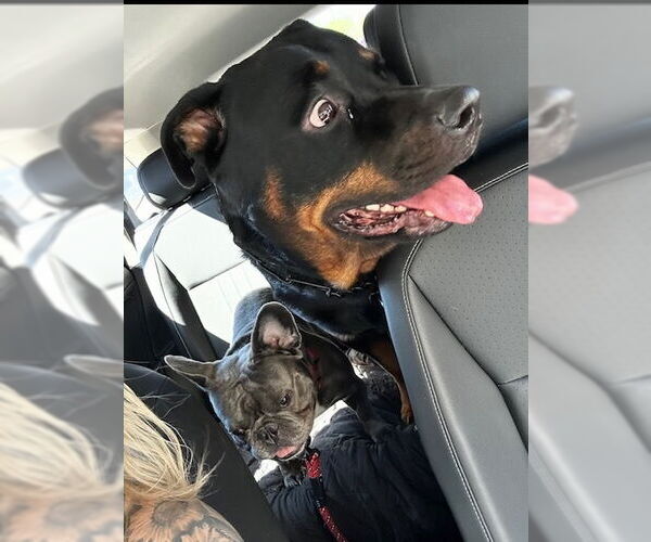 Medium Photo #8 Rottweiler Puppy For Sale in Gilbert, AZ, USA