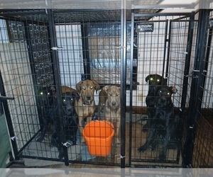 America Bandogge Mastiff-Mastiff Mix Puppy for sale in MANSFIELD, OH, USA