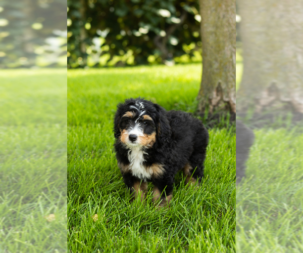 Medium Photo #18 Bernedoodle (Miniature) Puppy For Sale in SHIPSHEWANA, IN, USA
