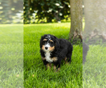 Small #17 Bernedoodle (Miniature)
