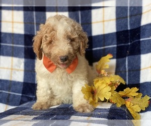 Goldendoodle-Poodle (Miniature) Mix Puppy for sale in CEDAR LANE, PA, USA