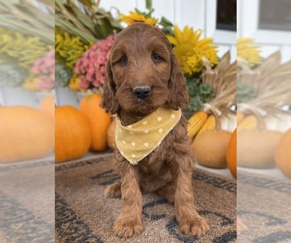 Medium Photo #3 Irish Doodle Puppy For Sale in WOOSTER, OH, USA
