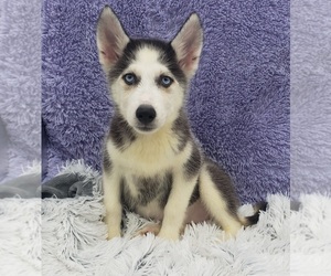 Siberian Husky Puppy for sale in SANDY HOOK, KY, USA