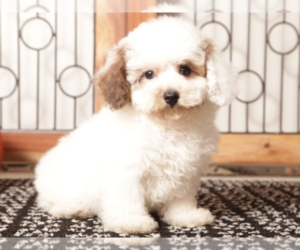 Medium Photo #3 Poodle (Toy) Puppy For Sale in NAPLES, FL, USA